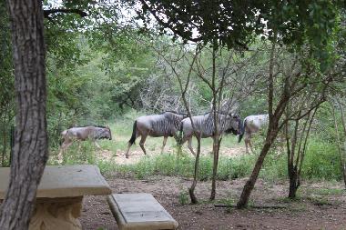 Wildebeests in our garden