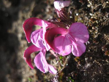 Chalet in Fiesch (Aletsch) or holiday homes and vacation rentals