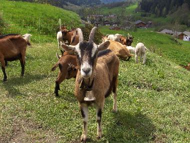 Chalet in Fiesch (Aletsch) or holiday homes and vacation rentals