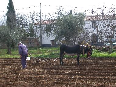 Donkey ploughing front