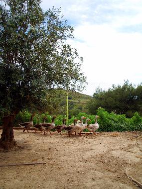 Holiday House in Syros (Kyklades) or holiday homes and vacation rentals