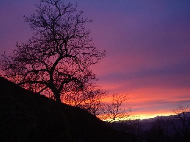 The 200 years old nuttree