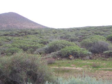 Holiday Apartment in Palm Mar (Teneriffa) or holiday homes and vacation rentals