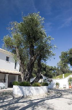 Holiday House in Arillas  (Kerkyra) or holiday homes and vacation rentals