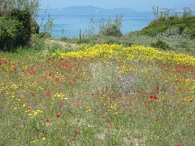 Holiday House in Arillas  (Kerkyra) or holiday homes and vacation rentals