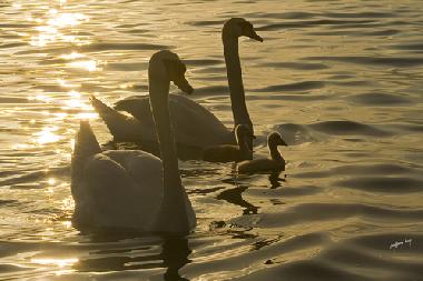 Holiday Apartment in Seeboden am Millst�ttersee (Oberk�rnten) or holiday homes and vacation rentals