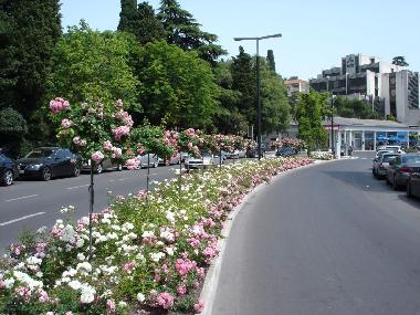 Roses in Portoroz