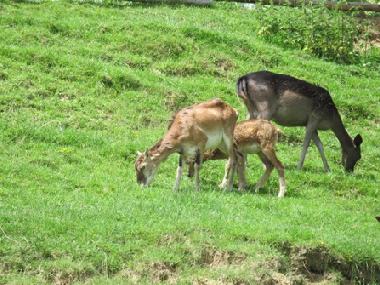 THE DEER PARK