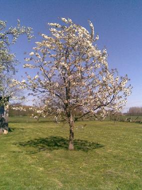 Holiday Apartment in Fincken OT Marienhof (Mecklenburgische Seenplatte) or holiday homes and vacation rentals
