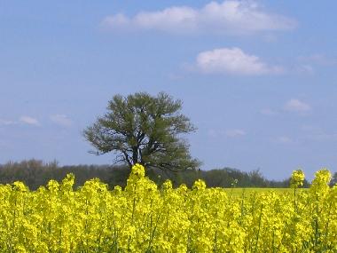 Holiday House in Gro Kelle  (Mecklenburgische Seenplatte) or holiday homes and vacation rentals