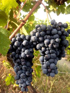 Holiday Apartment in Montecalvo Versiggia (Pavia) or holiday homes and vacation rentals