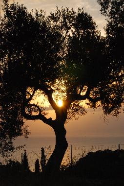 the morning from the veranda