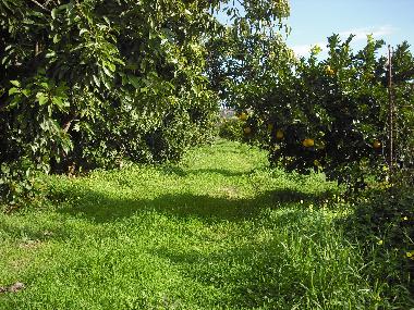 Holiday House in CHANIA (Chania) or holiday homes and vacation rentals