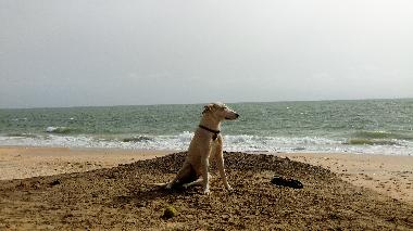 Leon watching the beach