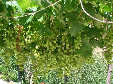 Chalet in La Campaneta (Murcia) or holiday homes and vacation rentals