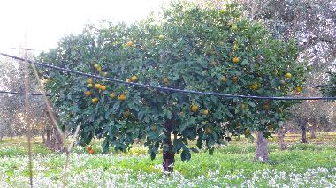 Holiday House in Trapani (Rilievo) (Trapani) or holiday homes and vacation rentals