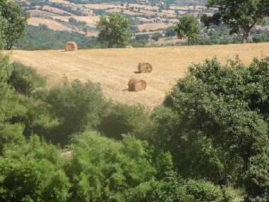 Holiday House in Scansano (Grosseto) or holiday homes and vacation rentals