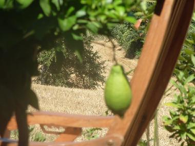 Holiday House in Scansano (Grosseto) or holiday homes and vacation rentals