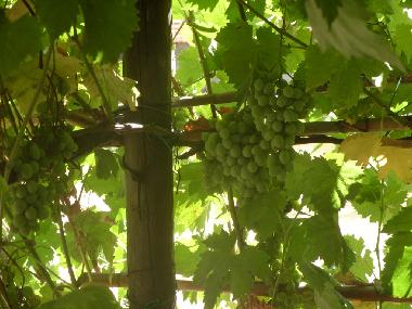 Holiday House in Scansano (Grosseto) or holiday homes and vacation rentals