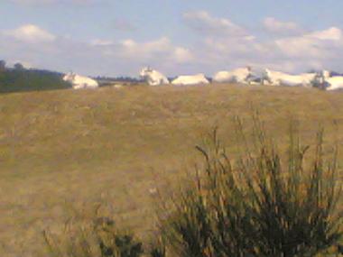 Holiday Apartment in pienza monticchiello (Siena) or holiday homes and vacation rentals