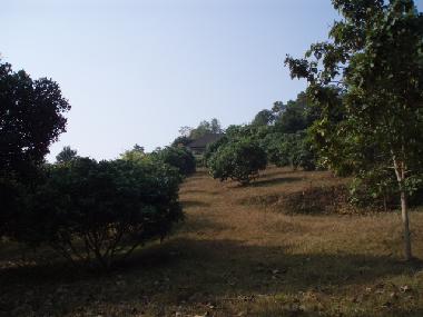 fruit orchard