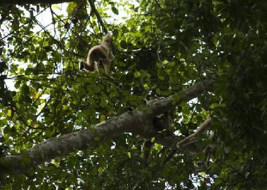 Trekking at Khao Yai National Park Spot a white handed gibbon and her baby