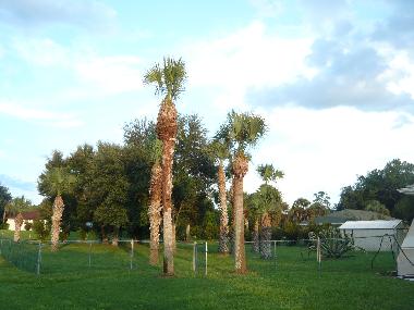Holiday House in Fort Myers-Lehigh  (Florida) or holiday homes and vacation rentals