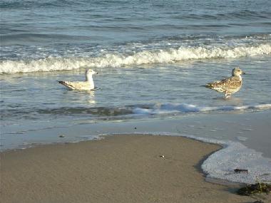 Holiday Apartment in Baabe (Ostsee-Inseln) or holiday homes and vacation rentals