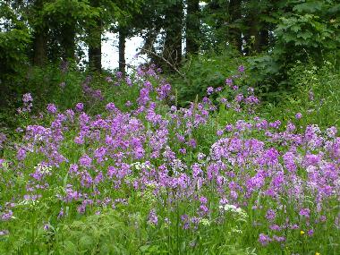 Holiday Apartment in Clausthal-Zellerfeld (Harz) or holiday homes and vacation rentals