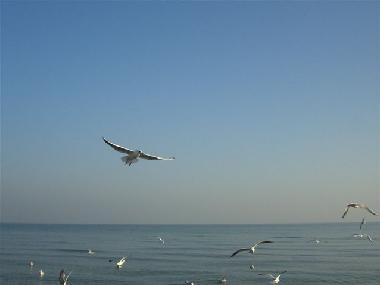 Holiday Apartment in Ostseebad Baabe (Ostsee-Inseln) or holiday homes and vacation rentals