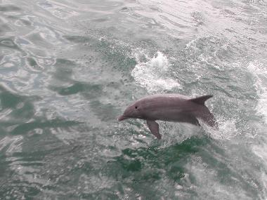 Dolphin jumping in the canal 