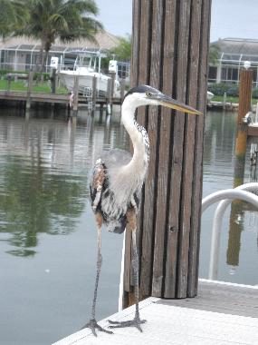 Egret on Dock