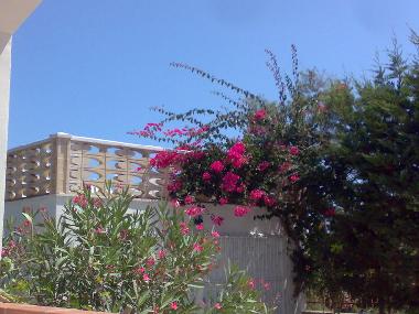 Holiday House in Marina di Lizzano (Lecce) or holiday homes and vacation rentals