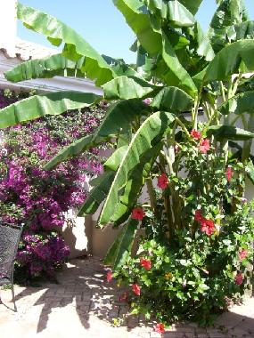 Holiday House in Nuevo Portil (Huelva) or holiday homes and vacation rentals