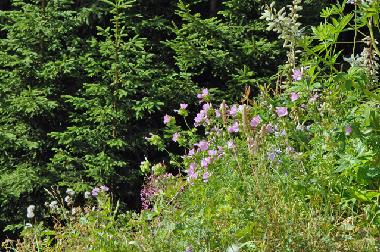 Holiday Apartment in Bettmeralp (Aletsch) or holiday homes and vacation rentals