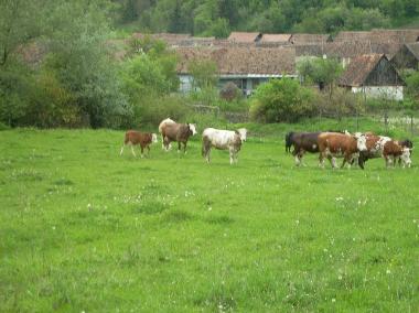 Holiday House in Roandola (Sibiu) or holiday homes and vacation rentals