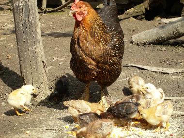 Holiday House in Roandola (Sibiu) or holiday homes and vacation rentals