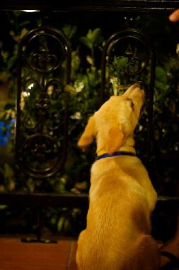 Holiday House in Rethimno (Rethymni) or holiday homes and vacation rentals