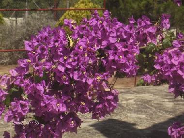 Chalet in Les Borges del Camp (Tarragona) or holiday homes and vacation rentals