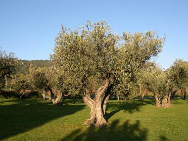 Ancient olive tree