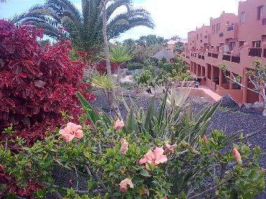 Holiday Apartment in Corralejo (Fuerteventura) or holiday homes and vacation rentals