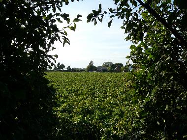 Holiday Apartment in Nieuwvliet  (Zeeland) or holiday homes and vacation rentals