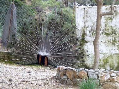 Holiday House in Rhodes  (Dodekanisos) or holiday homes and vacation rentals