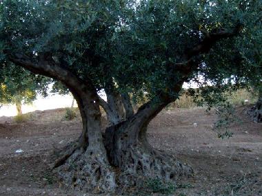 Olive trees for organic oil