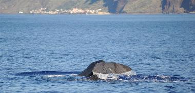 A sperm whale not far from Paul do Mar - try whalewatching Copyright Lobosonda