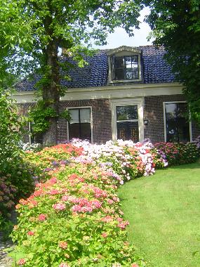 Hortensia voorkant boerderij