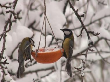 Villa in Stryszow near Krakow (Malopolskie) or holiday homes and vacation rentals