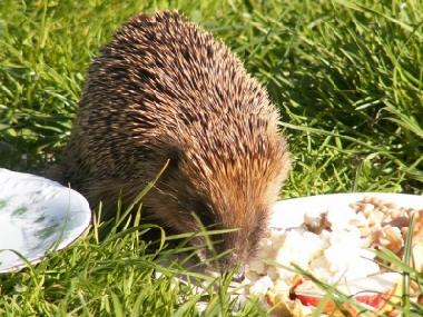 Villa in Stryszow near Krakow (Malopolskie) or holiday homes and vacation rentals