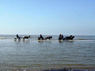 Holiday Apartment in Egmond aan Zee (Noord-Holland) or holiday homes and vacation rentals