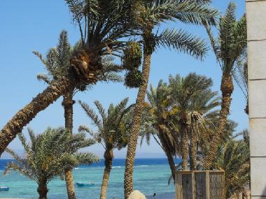 Holiday Apartment in dahab (Janub Sina